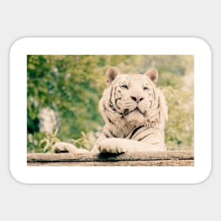 White Tiger (Vintage) Sticker